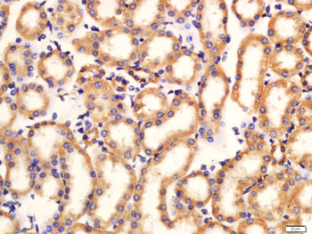Phospho-LRP6 (Thr1479) Rabbit Polyclonal Antibody