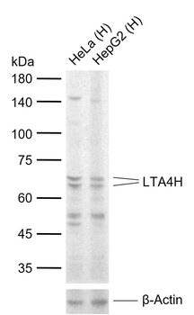 LTA4H Rabbit Polyclonal Antibody