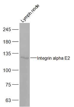 Integrin alpha E Rabbit Polyclonal Antibody
