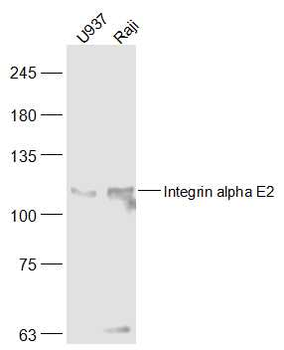 Integrin alpha E Rabbit Polyclonal Antibody