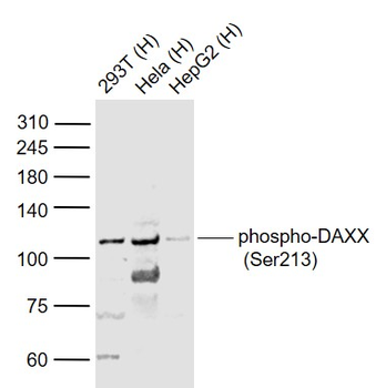 Phospho-DAXX (Ser213) Rabbit Polyclonal Antibody