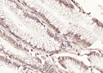 Phospho-DAXX (Ser495) Rabbit Polyclonal Antibody