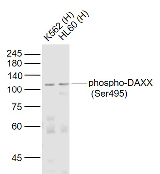 Phospho-DAXX (Ser495) Rabbit Polyclonal Antibody