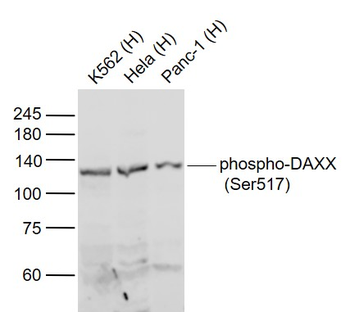 Phospho-DAXX (Ser517) Rabbit Polyclonal Antibody