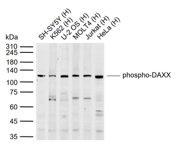 Phospho-DAXX (Ser671) Rabbit Polyclonal Antibody
