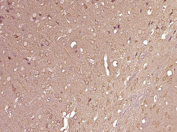 14-3-3 epsilon Rabbit Polyclonal Antibody