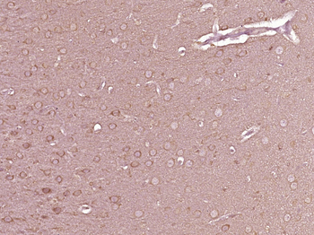 14-3-3 epsilon Rabbit Polyclonal Antibody