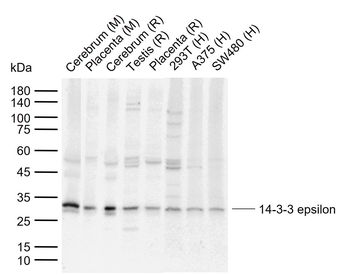 14-3-3 epsilon Rabbit Polyclonal Antibody