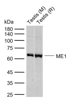 ME1 Rabbit Polyclonal Antibody