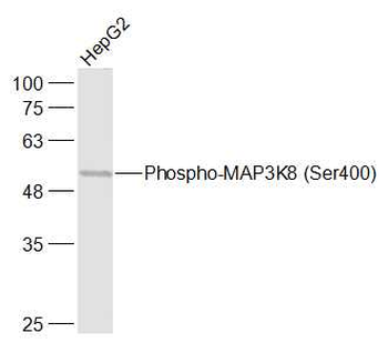 Phospho-MAP3K8 (Ser400) Rabbit Polyclonal Antibody