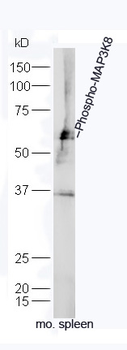 Phospho-MAP3K8 (Ser400) Rabbit Polyclonal Antibody