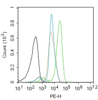 Phospho-TORC2 (Ser171) Rabbit Polyclonal Antibody