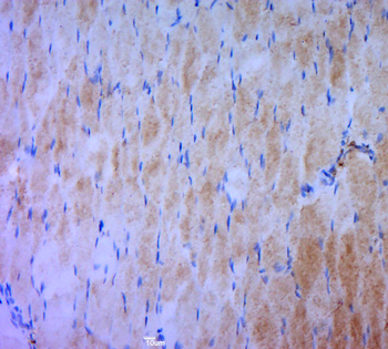 Phospho-MAP4K1 (Ser171) Rabbit Polyclonal Antibody