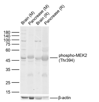 Phospho-MEK2 (Thr394) Rabbit Polyclonal Antibody
