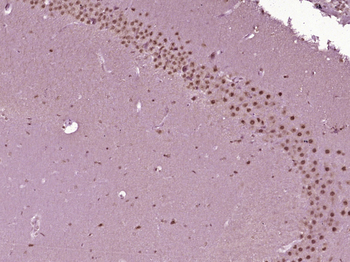 Phospho-MBP (Thr232) Rabbit Polyclonal Antibody