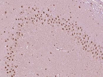 Phospho-MBP (Thr232) Rabbit Polyclonal Antibody