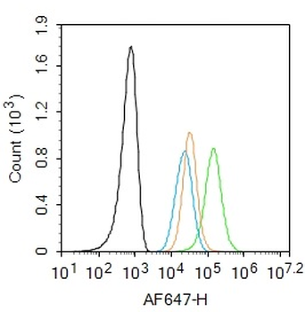 CSF1R Rabbit Polyclonal Antibody