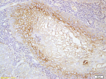 CSF1R Rabbit Polyclonal Antibody