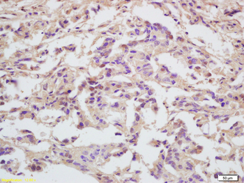 MCM5 Rabbit Polyclonal Antibody