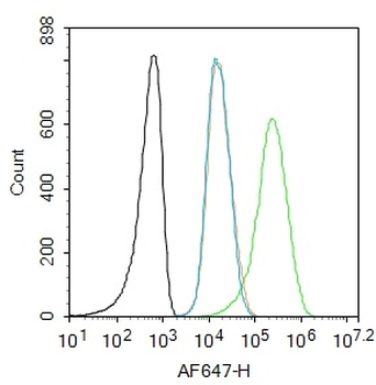 Phospho-MDM2 (Ser166) Rabbit Polyclonal Antibody