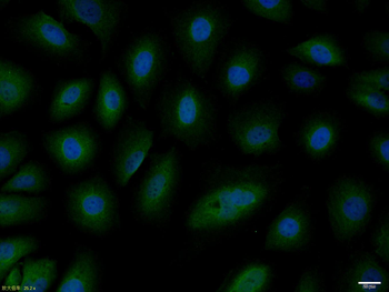 Phospho-MDM2 (Ser166) Rabbit Polyclonal Antibody