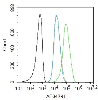 Phospho-MDM2 (Thr218) Rabbit Polyclonal Antibody