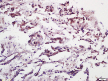 Phospho-MDM2 (Ser186) Rabbit Polyclonal Antibody