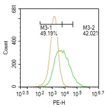 Phospho-MEF2D (Ser444) Rabbit Polyclonal Antibody
