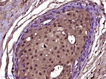 MAX protein Rabbit Polyclonal Antibody