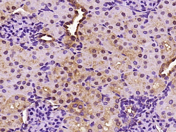 Phospho-MSK1 (Ser360) Rabbit Polyclonal Antibody