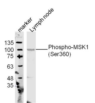 Phospho-MSK1 (Ser360) Rabbit Polyclonal Antibody