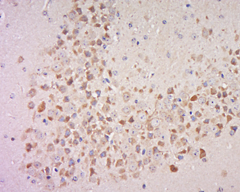 Phospho-MSK1 (Ser360) Rabbit Polyclonal Antibody