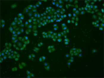 Phospho-MSK1 (Ser212) Rabbit Polyclonal Antibody