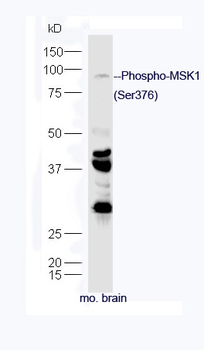 Phospho-MSK1 (Ser376) Rabbit Polyclonal Antibody