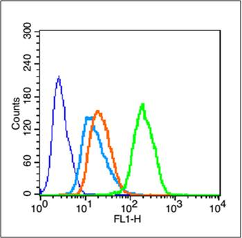 Phospho-mTOR (Ser2448) Rabbit Polyclonal Antibody