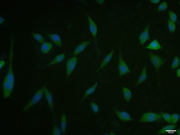 Phospho-mTOR (Ser2481) Rabbit Polyclonal Antibody