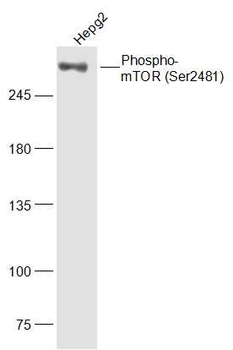 Phospho-mTOR (Ser2481) Rabbit Polyclonal Antibody