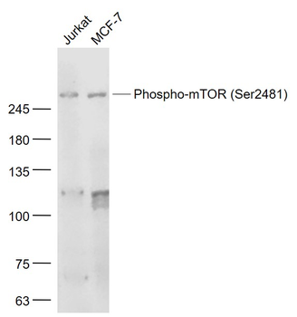 Phospho-mTOR (Ser2481) Rabbit Polyclonal Antibody