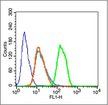 Phospho-mTOR (Tyr144) Rabbit Polyclonal Antibody