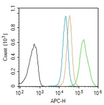 Phospho-RhoA (Ser188) Rabbit Polyclonal Antibody