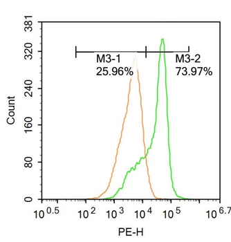 Phospho-RhoA (Ser188) Rabbit Polyclonal Antibody