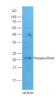 Phospho-RhoA (Ser188) Rabbit Polyclonal Antibody