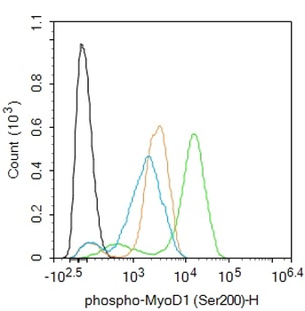 Phospho-MyoD1 (Ser200) Rabbit Polyclonal Antibody