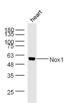 Nox1 Rabbit Polyclonal Antibody