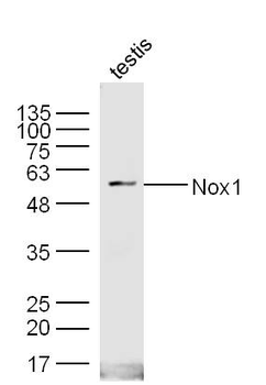 Nox1 Rabbit Polyclonal Antibody