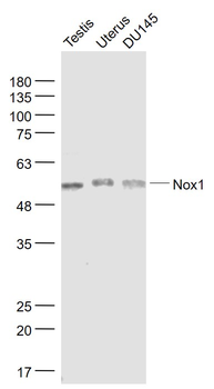 Nox1 Rabbit Polyclonal Antibody