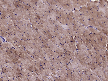 CLIC1 Rabbit Polyclonal Antibody