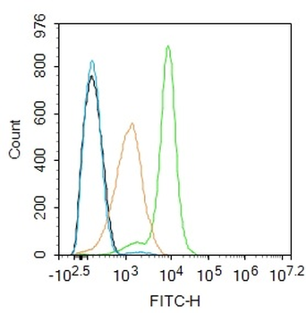 NFAM1 Rabbit Polyclonal Antibody