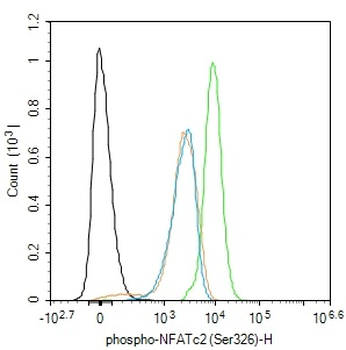 Phospho-NFATc2 (Ser326) Rabbit Polyclonal Antibody