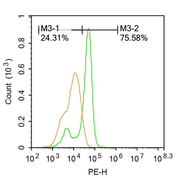 Phospho-NFATc2 (Ser326) Rabbit Polyclonal Antibody